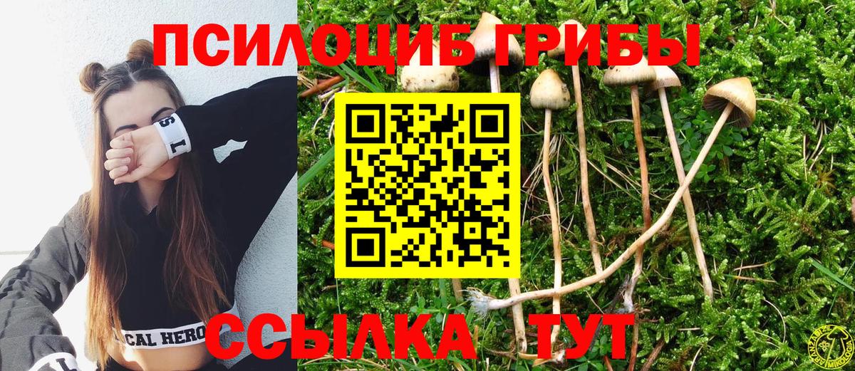 Прокопьевск  Псилоцибиновые грибы GOLDEN TEACHER  Псилоцибиновые грибы Psilocybine cubensis  Вход с VPN 